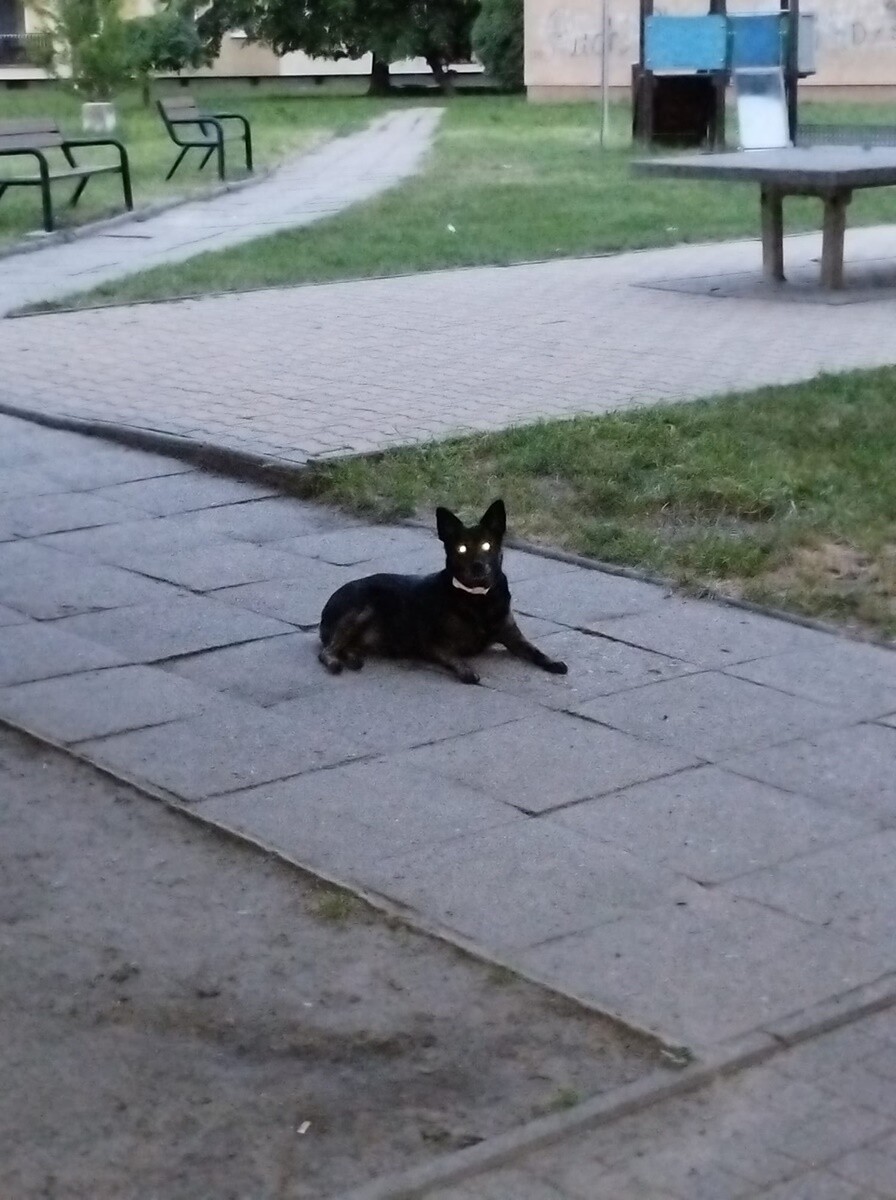 1 lipca świętowaliśmy Międzynarodowy Dzień Psa. / fot. Czytelnicy