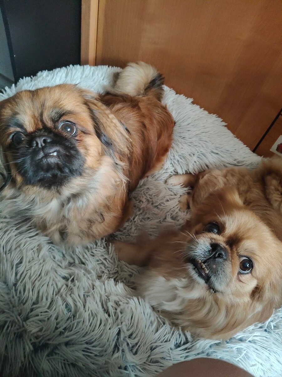 1 lipca świętowaliśmy Międzynarodowy Dzień Psa. / fot. Czytelnicy