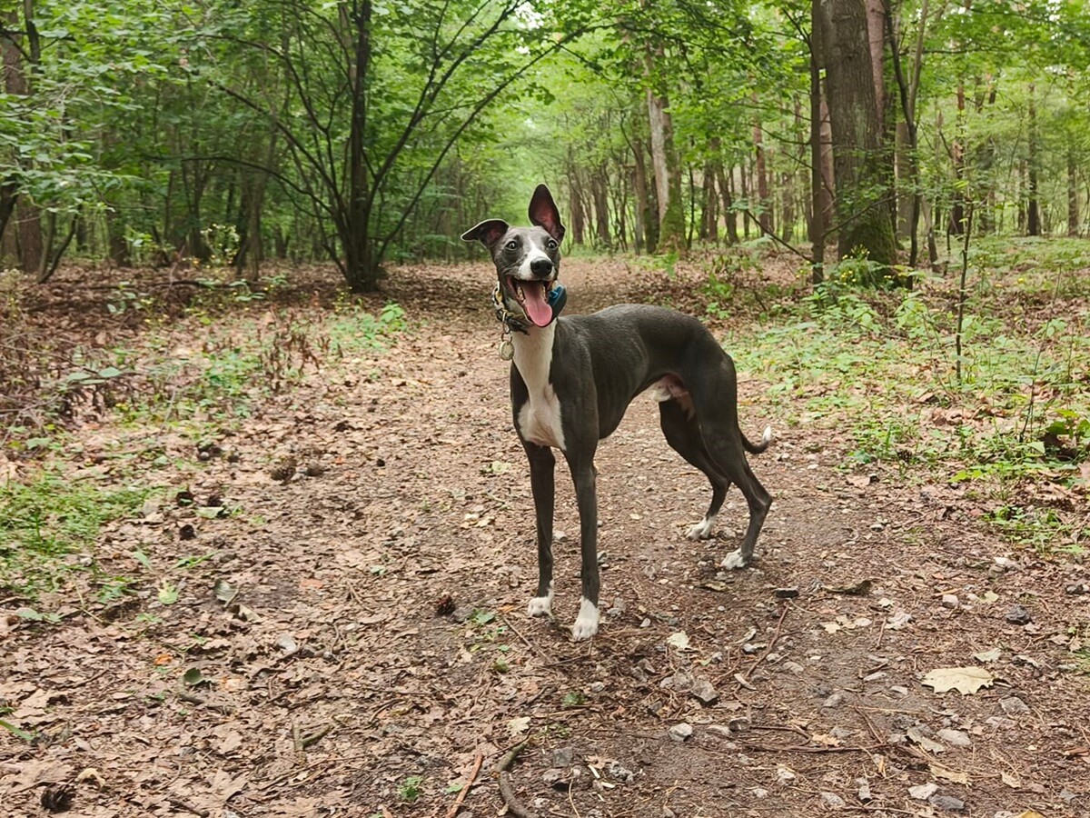 1 lipca świętowaliśmy Międzynarodowy Dzień Psa. / fot. Czytelnicy