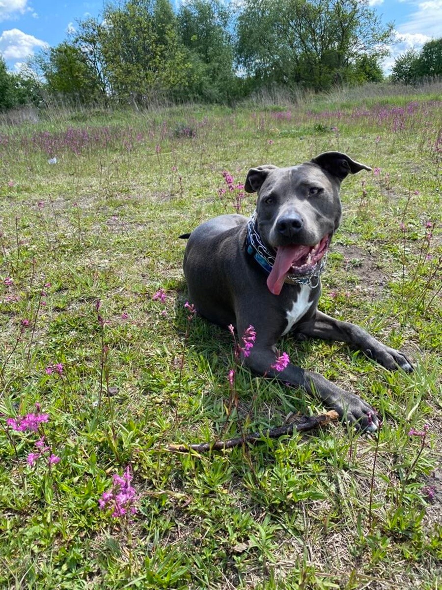 1 lipca świętowaliśmy Międzynarodowy Dzień Psa. / fot. Czytelnicy