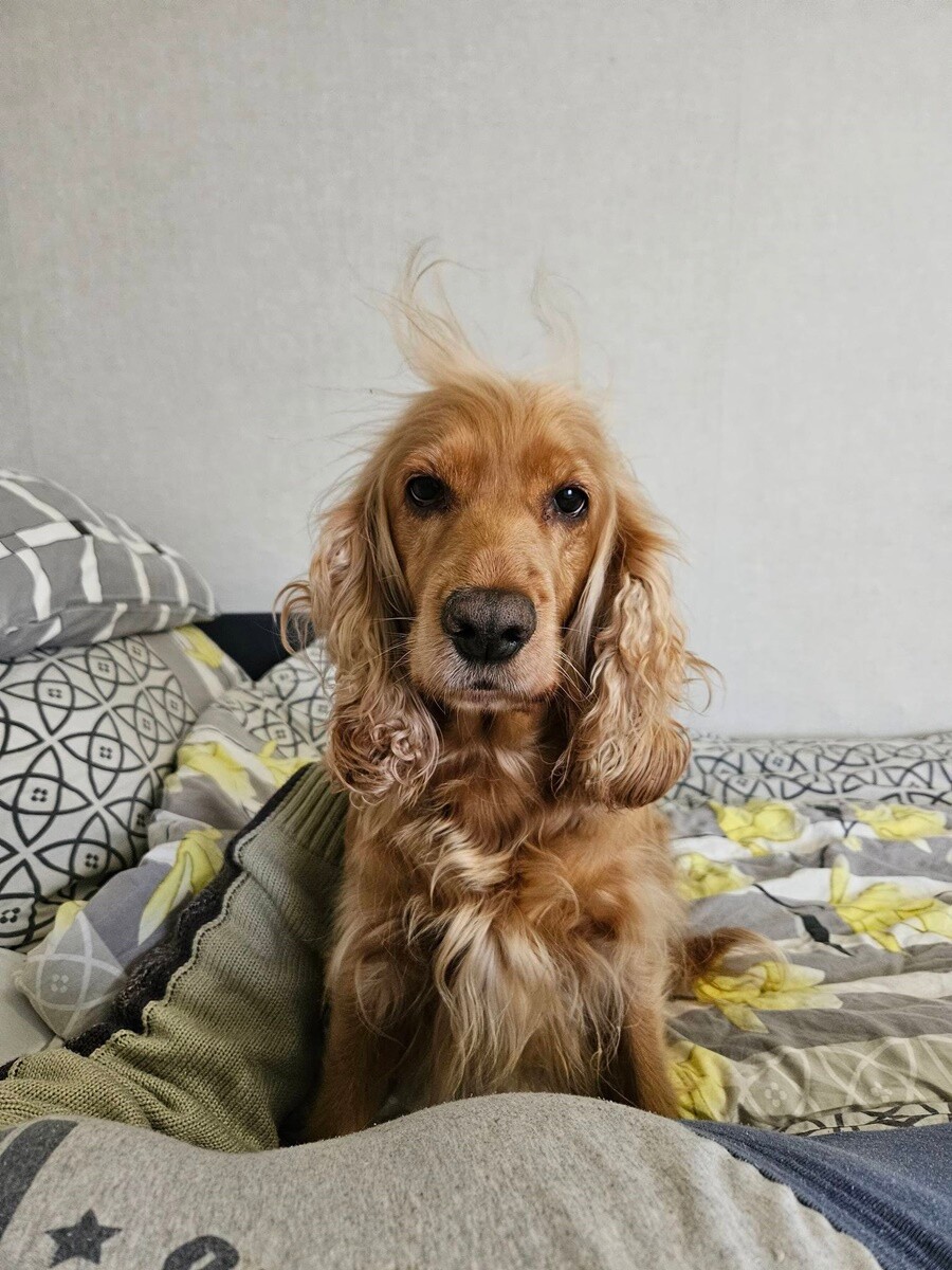 1 lipca świętowaliśmy Międzynarodowy Dzień Psa. / fot. Czytelnicy