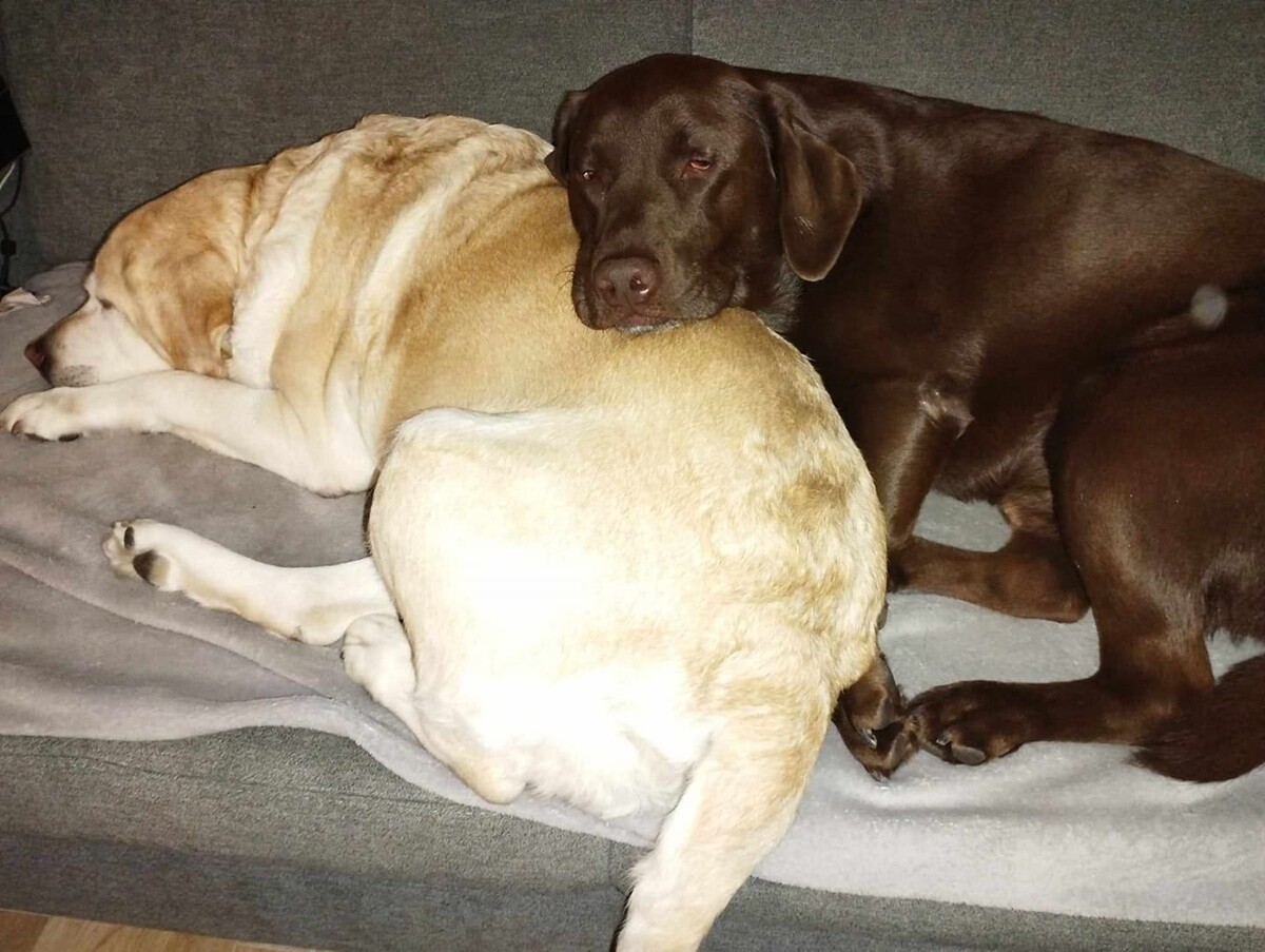 1 lipca świętowaliśmy Międzynarodowy Dzień Psa. / fot. Czytelnicy