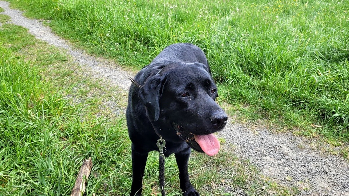 1 lipca świętowaliśmy Międzynarodowy Dzień Psa. / fot. Czytelnicy