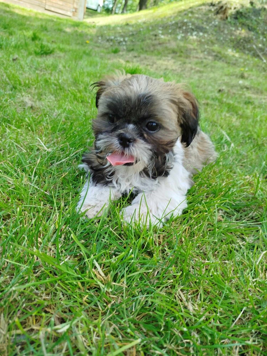 1 lipca świętowaliśmy Międzynarodowy Dzień Psa. / fot. Czytelnicy