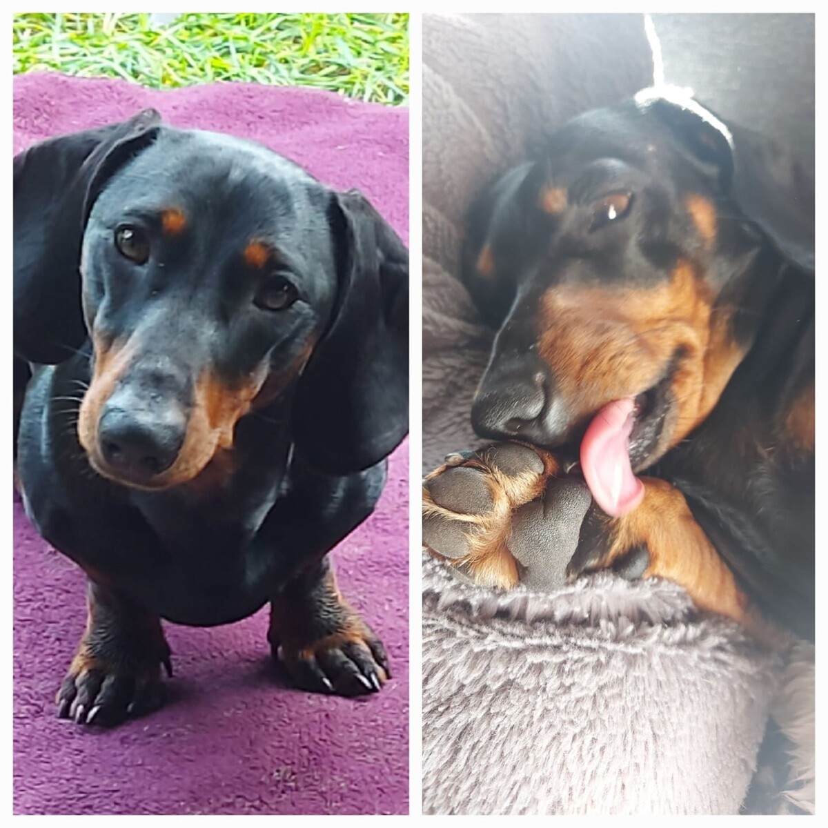 1 lipca świętowaliśmy Międzynarodowy Dzień Psa. / fot. Czytelnicy