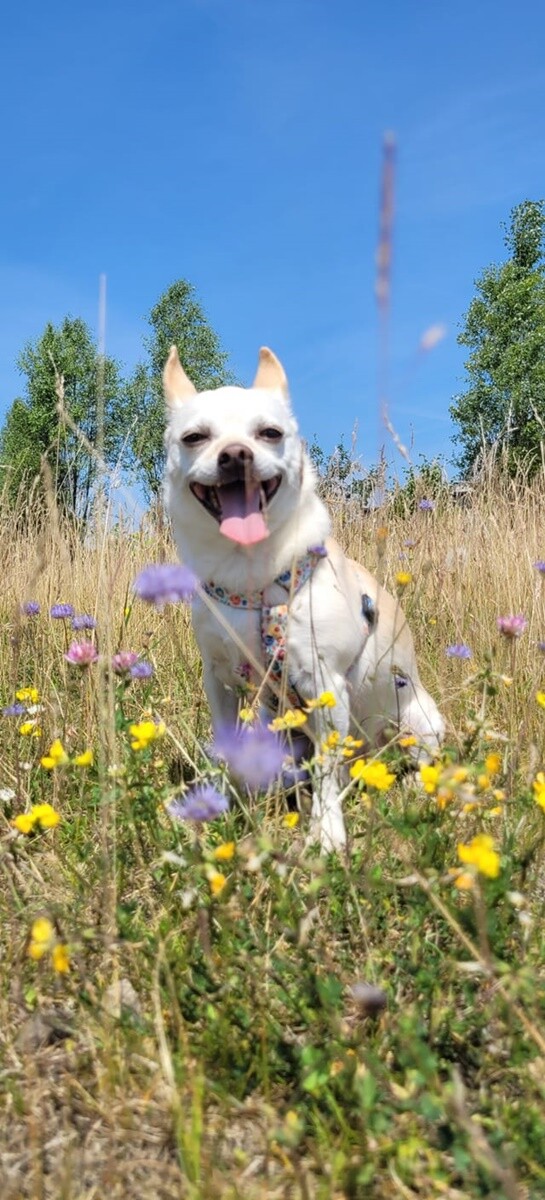 1 lipca świętowaliśmy Międzynarodowy Dzień Psa. / fot. Czytelnicy