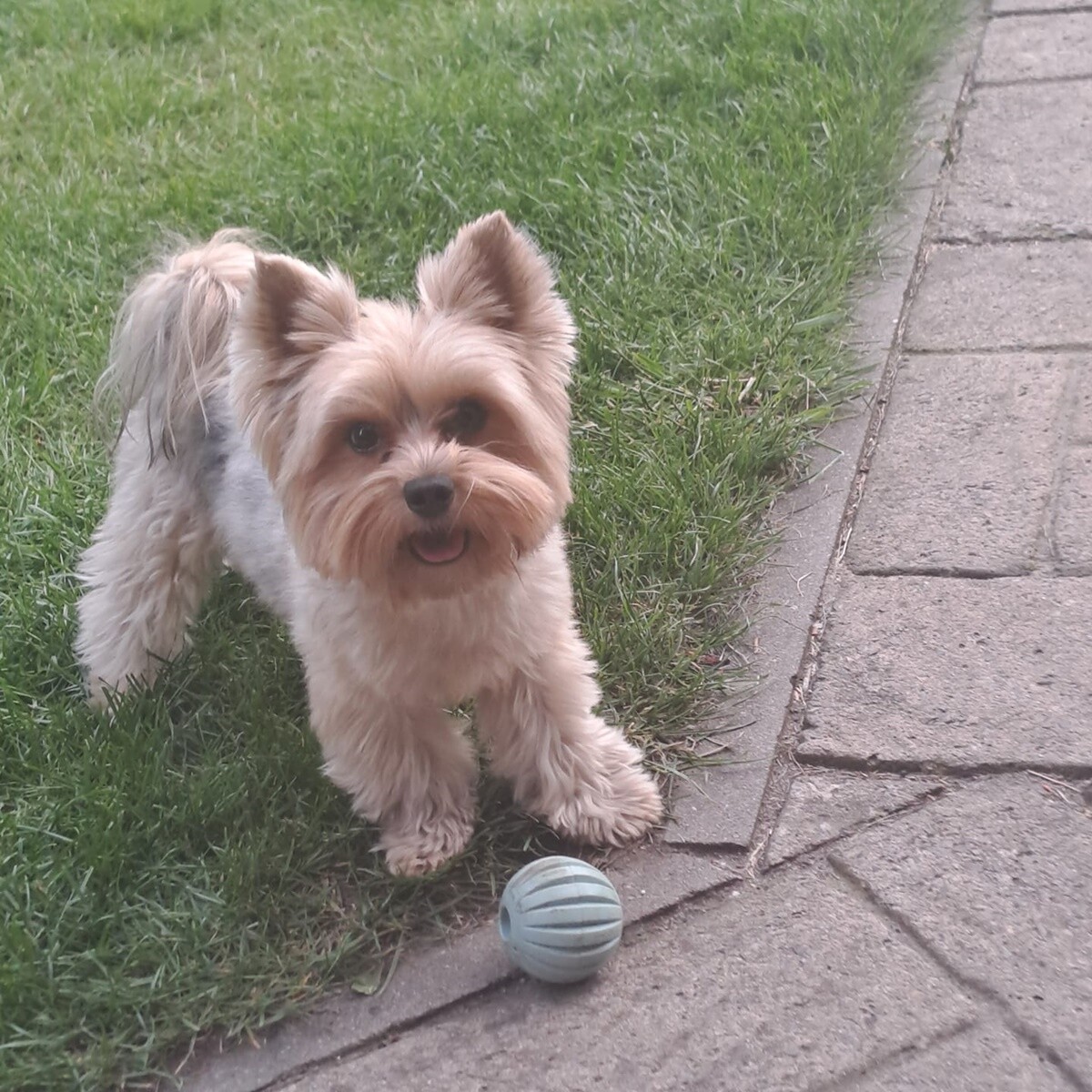 1 lipca świętowaliśmy Międzynarodowy Dzień Psa. / fot. Czytelnicy