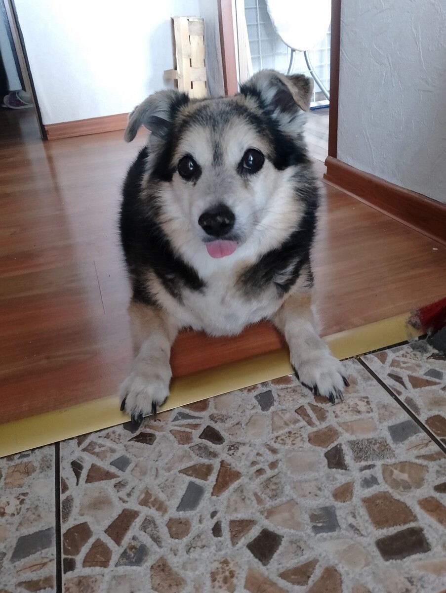 1 lipca świętowaliśmy Międzynarodowy Dzień Psa. / fot. Czytelnicy