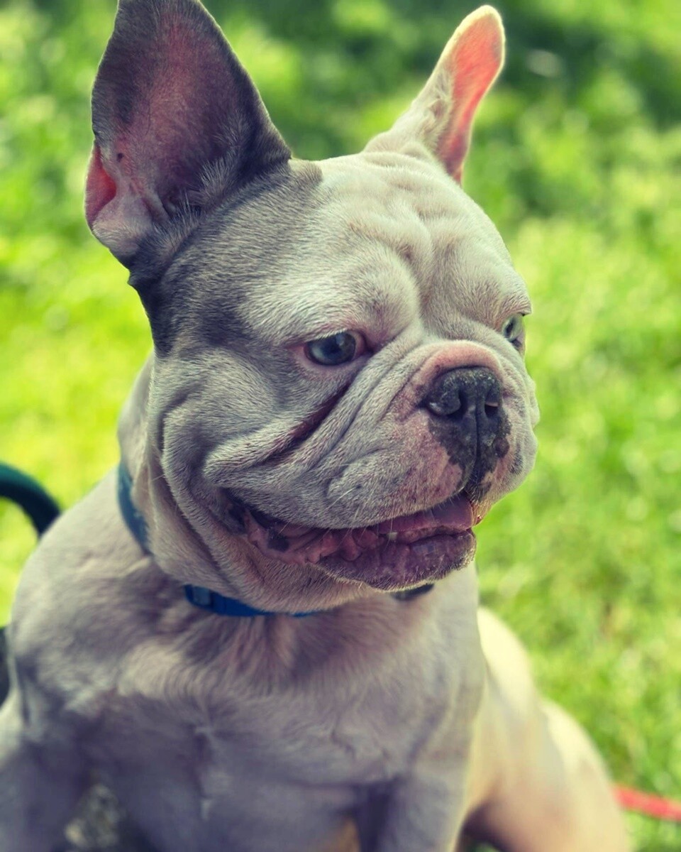 1 lipca świętowaliśmy Międzynarodowy Dzień Psa. / fot. Czytelnicy