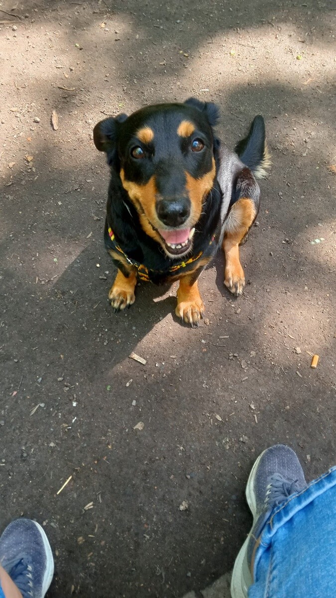 1 lipca świętowaliśmy Międzynarodowy Dzień Psa. / fot. Czytelnicy