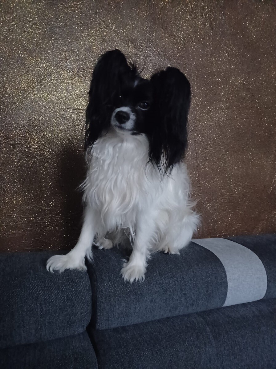 1 lipca świętowaliśmy Międzynarodowy Dzień Psa. / fot. Czytelnicy