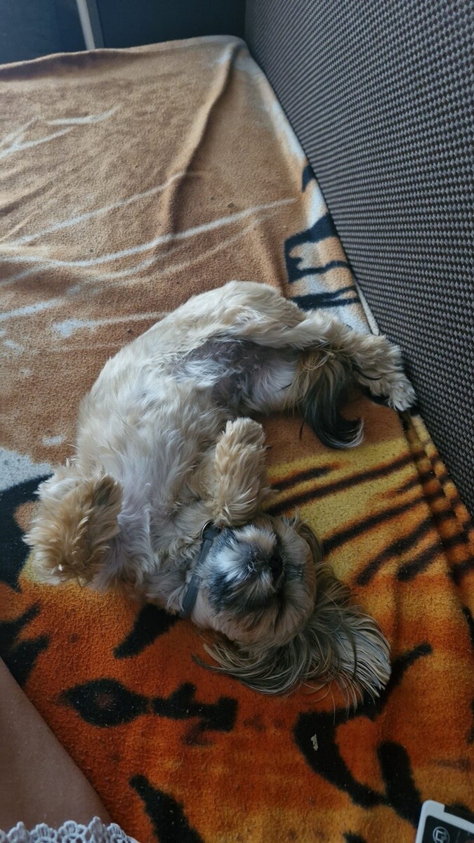 1 lipca świętowaliśmy Międzynarodowy Dzień Psa. / fot. Czytelnicy