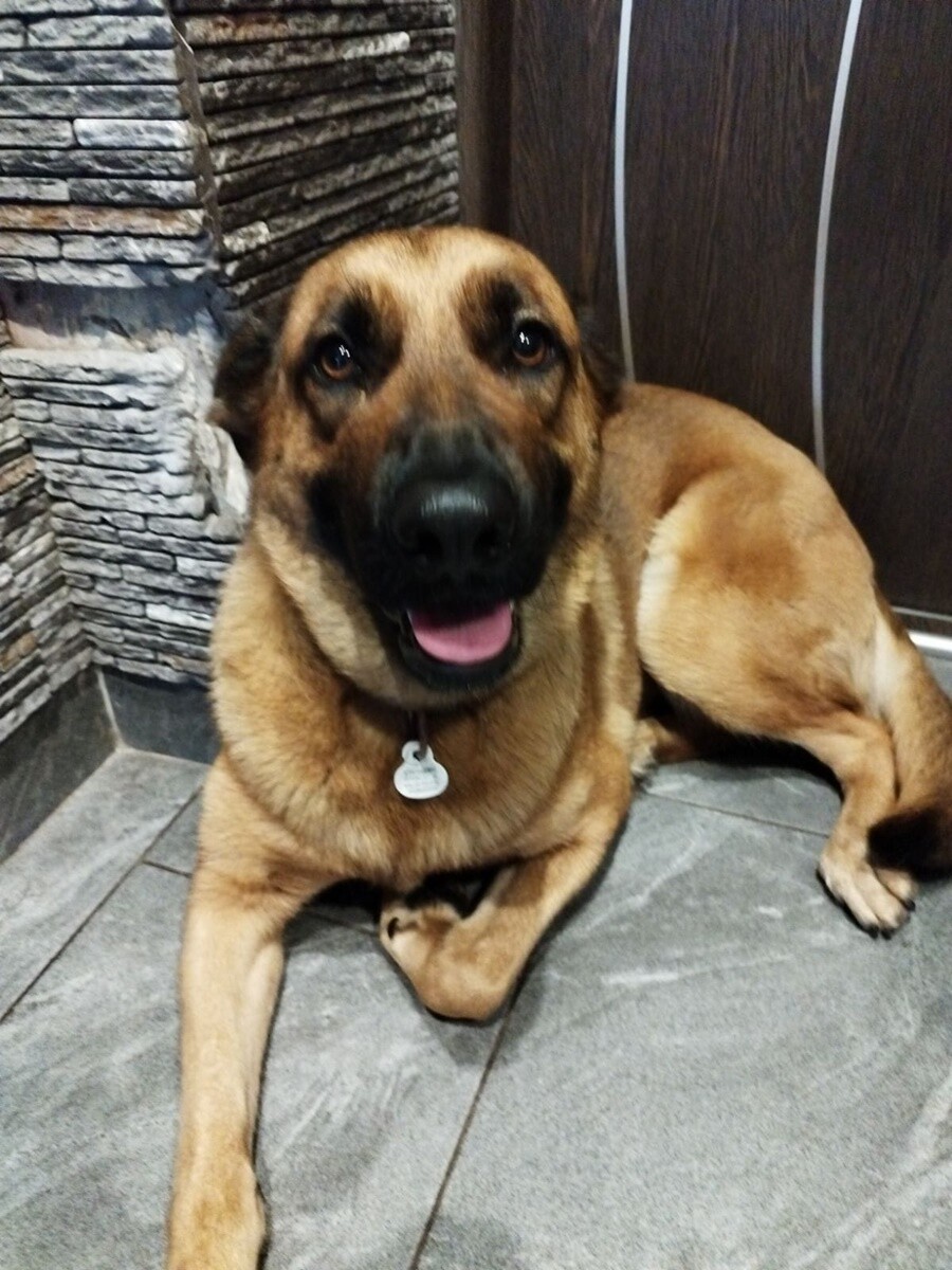 1 lipca świętowaliśmy Międzynarodowy Dzień Psa. / fot. Czytelnicy