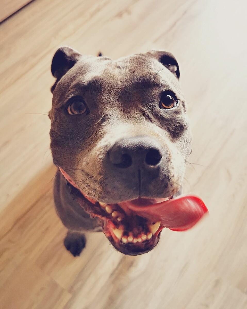 1 lipca świętowaliśmy Międzynarodowy Dzień Psa. / fot. Czytelnicy