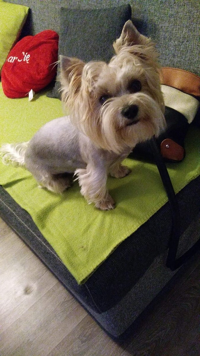 1 lipca świętowaliśmy Międzynarodowy Dzień Psa. / fot. Czytelnicy