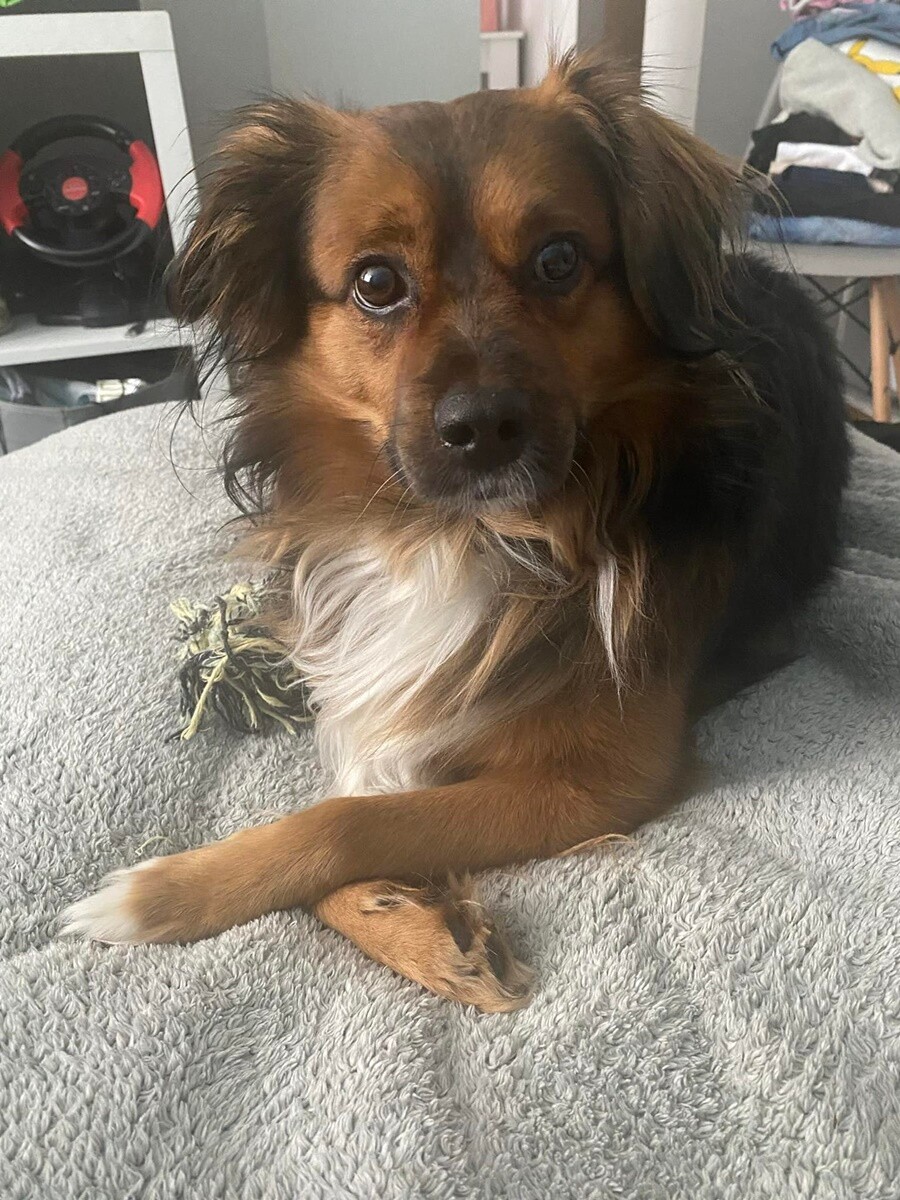 1 lipca świętowaliśmy Międzynarodowy Dzień Psa. / fot. Czytelnicy