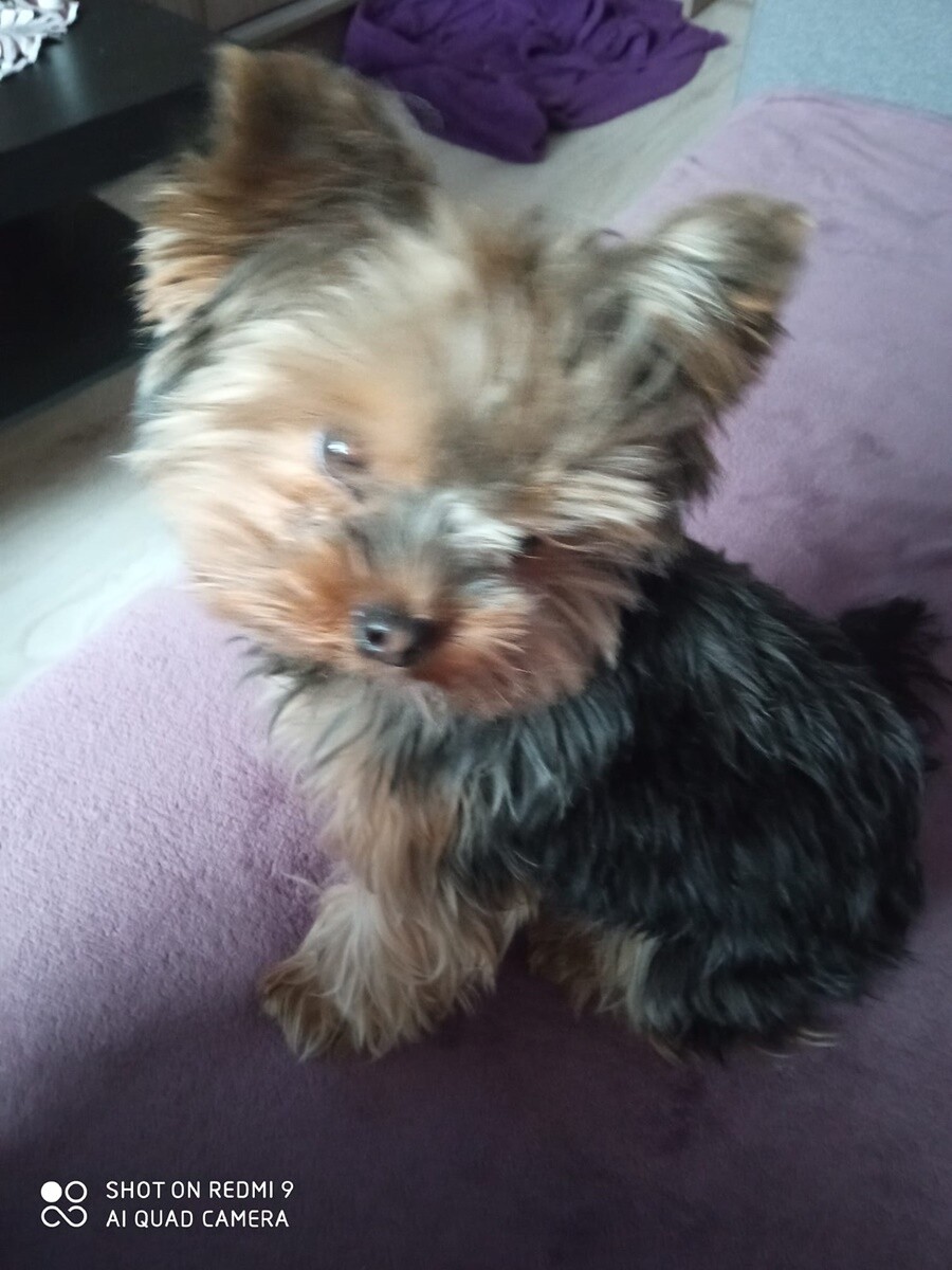 1 lipca świętowaliśmy Międzynarodowy Dzień Psa. / fot. Czytelnicy