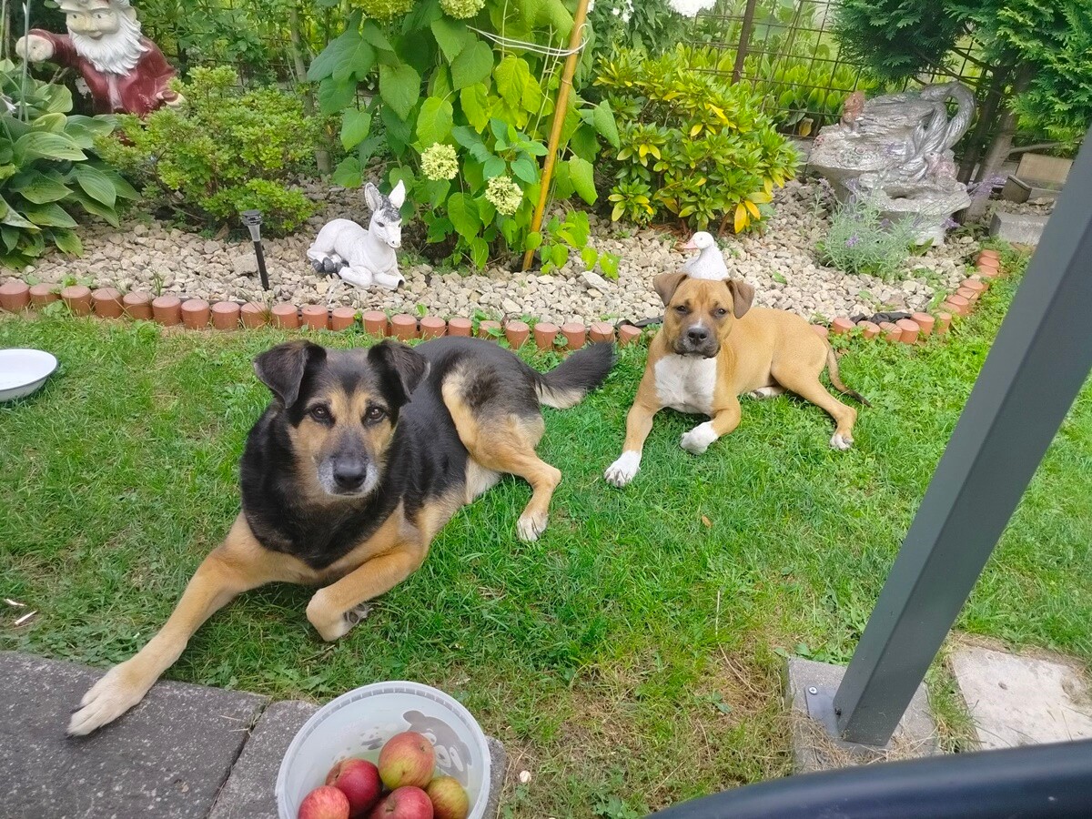 26 sierpnia świętowaliśmy Międzynarodowy Dzień Psa. Oto pupile naszych Czytelników.