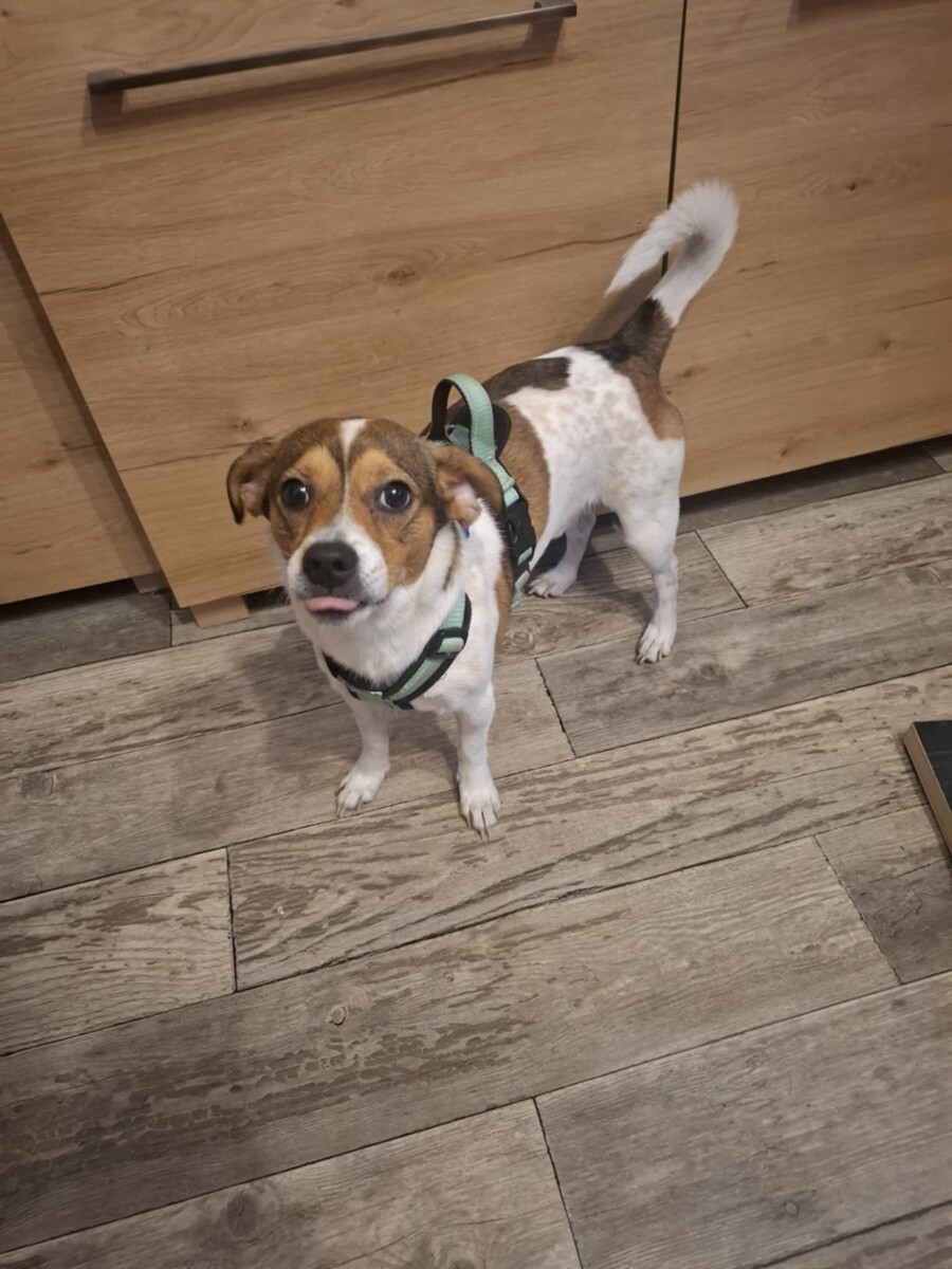 26 sierpnia świętowaliśmy Międzynarodowy Dzień Psa. Oto pupile naszych Czytelników.