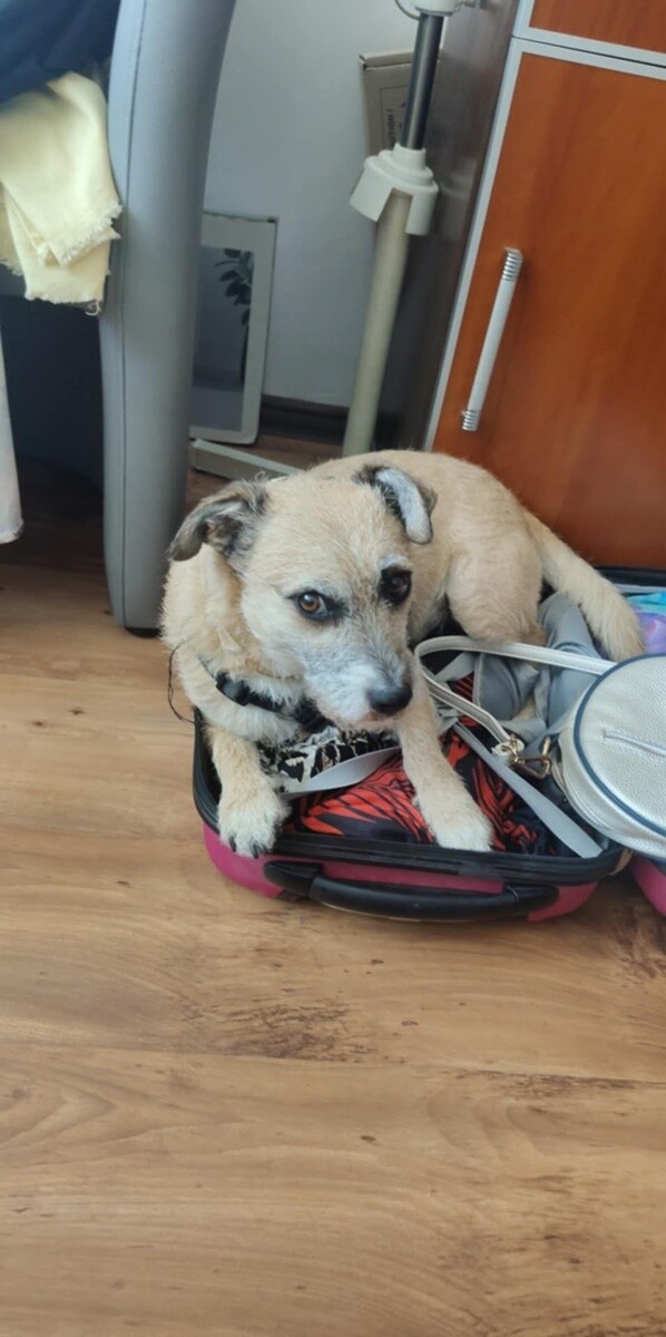 26 sierpnia świętowaliśmy Międzynarodowy Dzień Psa. Oto pupile naszych Czytelników.