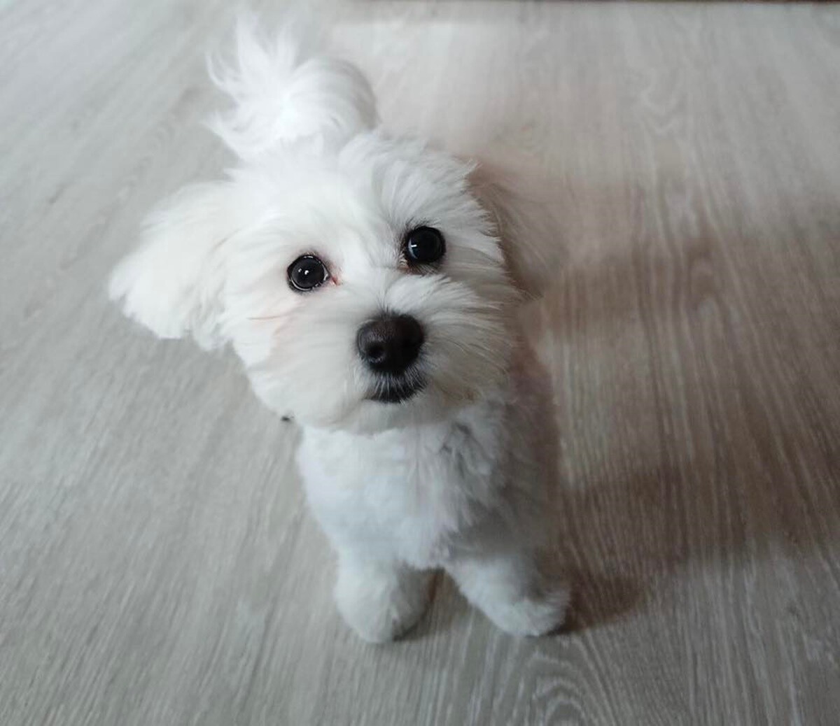 26 sierpnia świętowaliśmy Międzynarodowy Dzień Psa. Oto pupile naszych Czytelników.