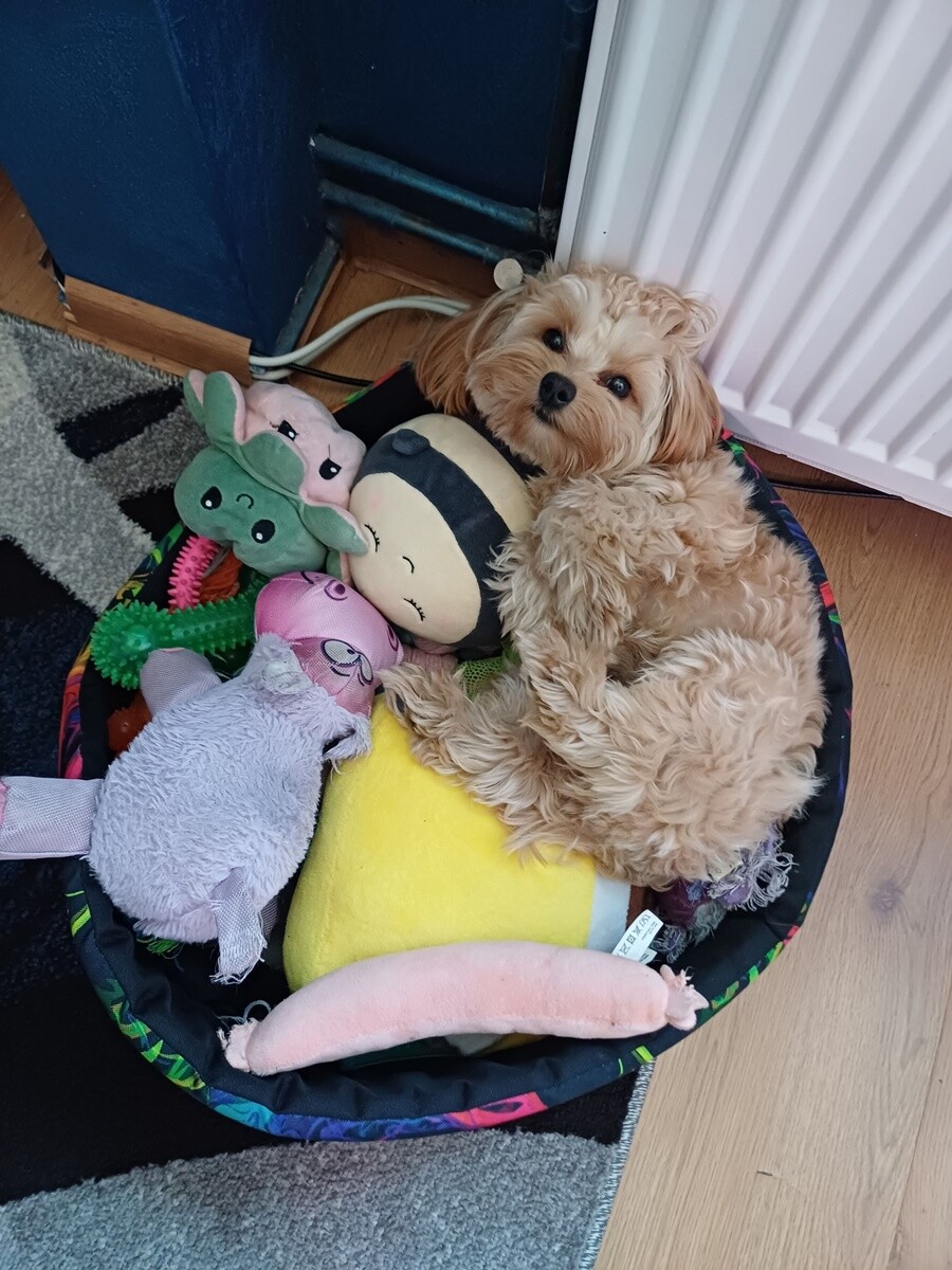 26 sierpnia świętowaliśmy Międzynarodowy Dzień Psa. Oto pupile naszych Czytelników.