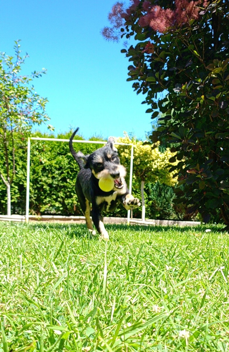 26 sierpnia świętowaliśmy Międzynarodowy Dzień Psa. Oto pupile naszych Czytelników.