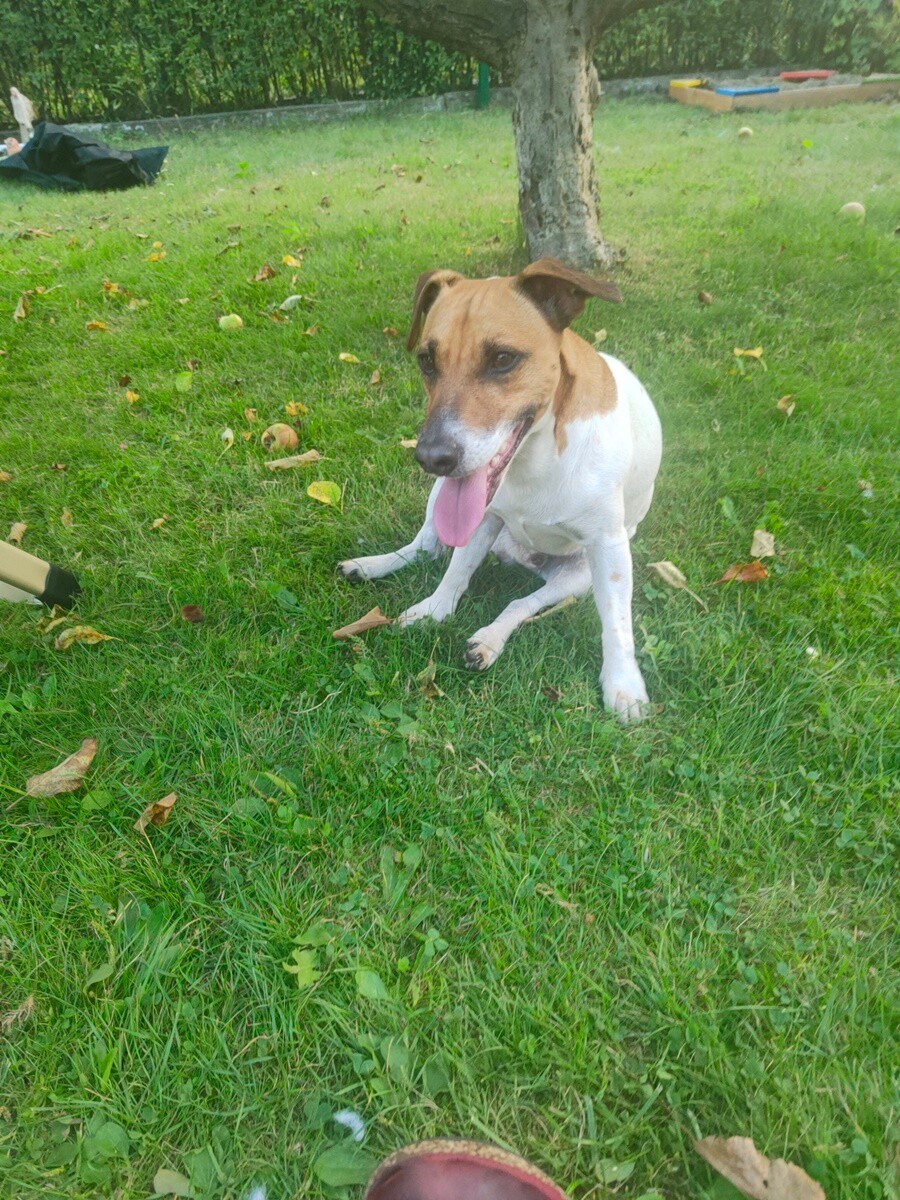 26 sierpnia świętowaliśmy Międzynarodowy Dzień Psa. Oto pupile naszych Czytelników.