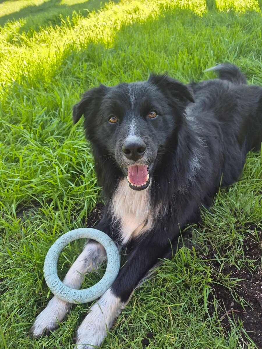 26 sierpnia świętowaliśmy Międzynarodowy Dzień Psa. Oto pupile naszych Czytelników.
