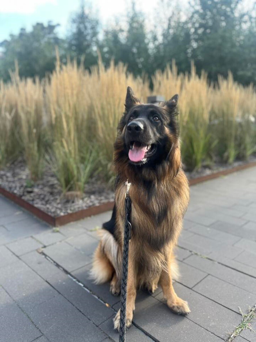 26 sierpnia świętowaliśmy Międzynarodowy Dzień Psa. Oto pupile naszych Czytelników.