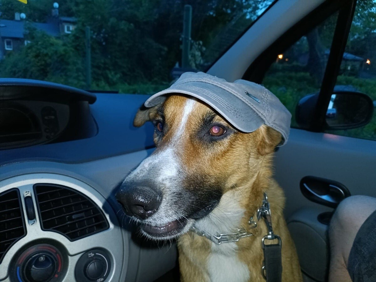 26 sierpnia świętowaliśmy Międzynarodowy Dzień Psa. Oto pupile naszych Czytelników.