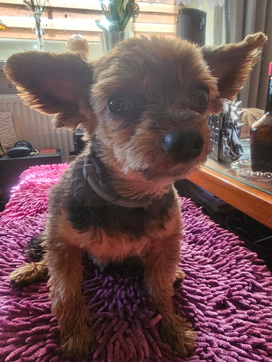 26 sierpnia świętowaliśmy Międzynarodowy Dzień Psa. Oto pupile naszych Czytelników.