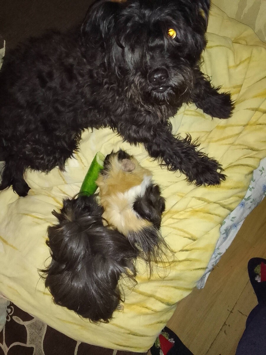 26 sierpnia świętowaliśmy Międzynarodowy Dzień Psa. Oto pupile naszych Czytelników.