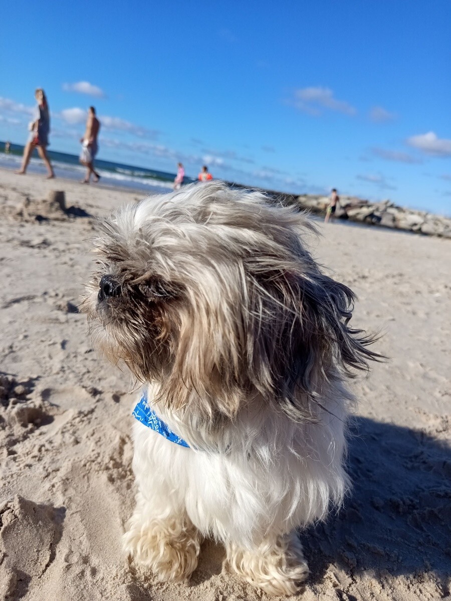 26 sierpnia świętowaliśmy Międzynarodowy Dzień Psa. Oto pupile naszych Czytelników.