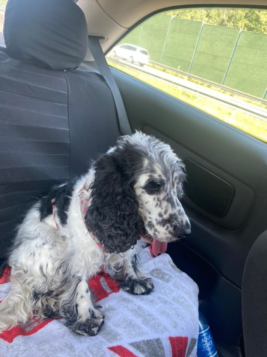 26 sierpnia świętowaliśmy Międzynarodowy Dzień Psa. Oto pupile naszych Czytelników.