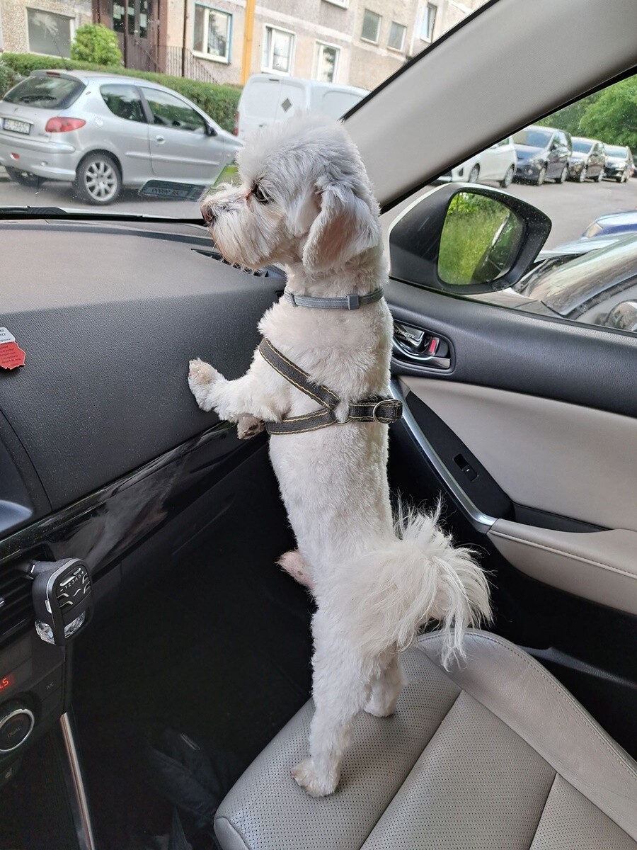 26 sierpnia świętowaliśmy Międzynarodowy Dzień Psa. Oto pupile naszych Czytelników.