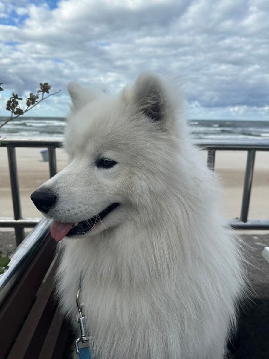 26 sierpnia świętowaliśmy Międzynarodowy Dzień Psa. Oto pupile naszych Czytelników.