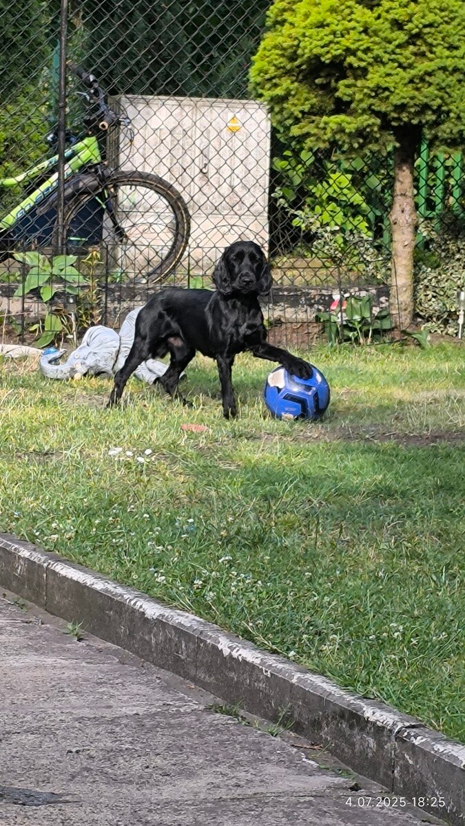 26 sierpnia świętowaliśmy Międzynarodowy Dzień Psa. Oto pupile naszych Czytelników.