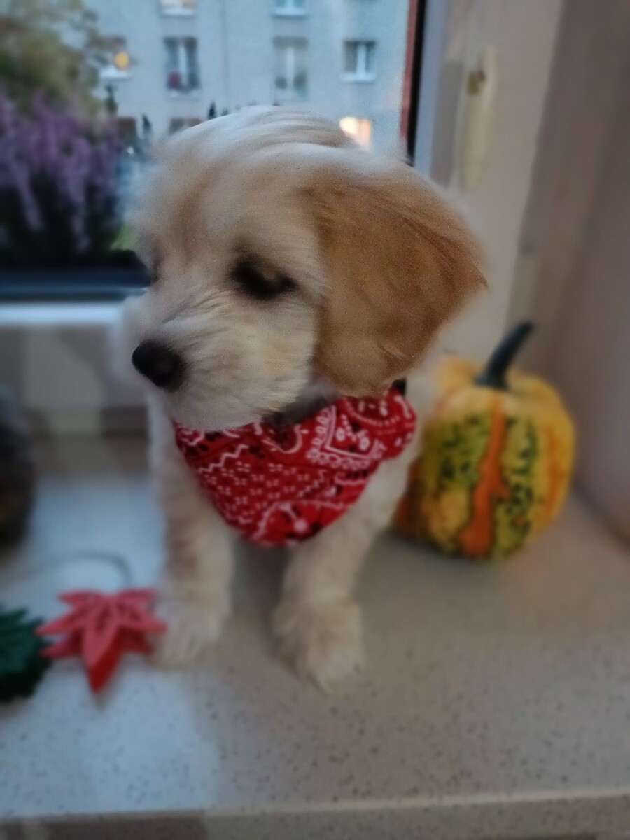 4 października obchodziliśmy Światowy Dzień Zwierząt. Oto pupile naszych Czytelników