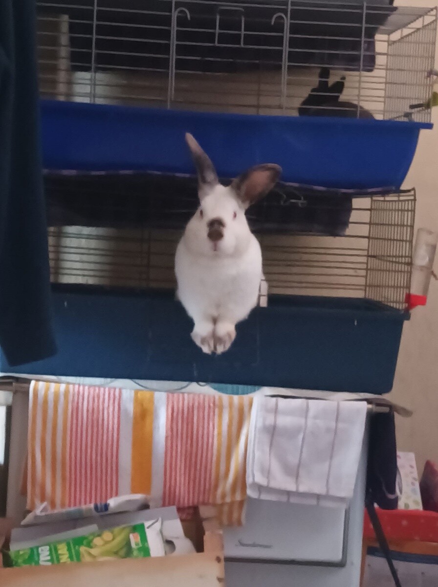 4 października obchodziliśmy Światowy Dzień Zwierząt. Oto pupile naszych Czytelników