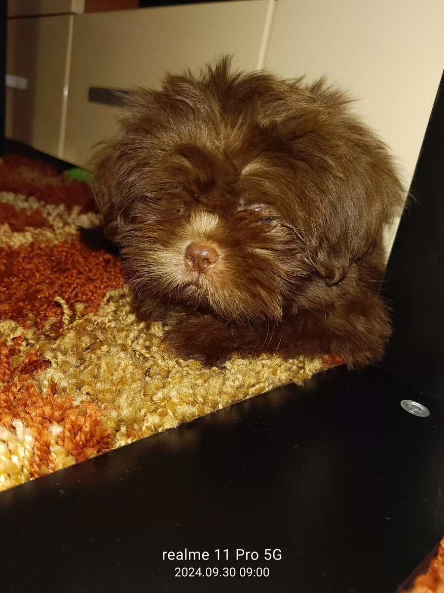 4 października obchodziliśmy Światowy Dzień Zwierząt. Oto pupile naszych Czytelników