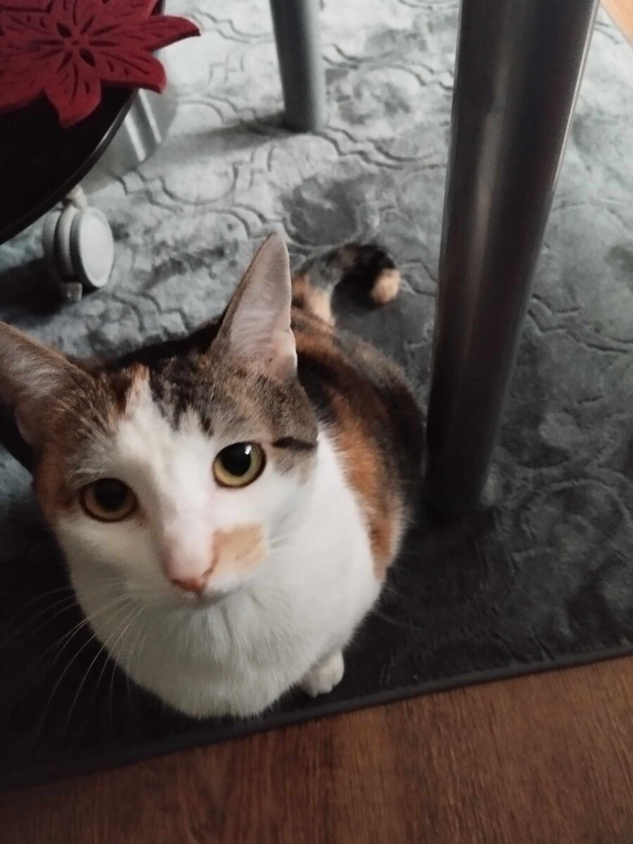 4 października obchodziliśmy Światowy Dzień Zwierząt. Oto pupile naszych Czytelników