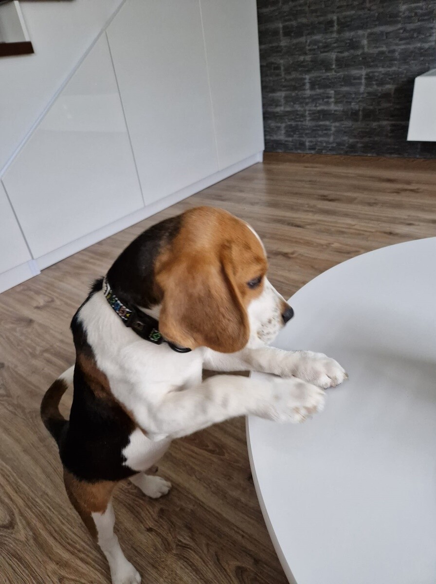 4 października obchodziliśmy Światowy Dzień Zwierząt. Oto pupile naszych Czytelników