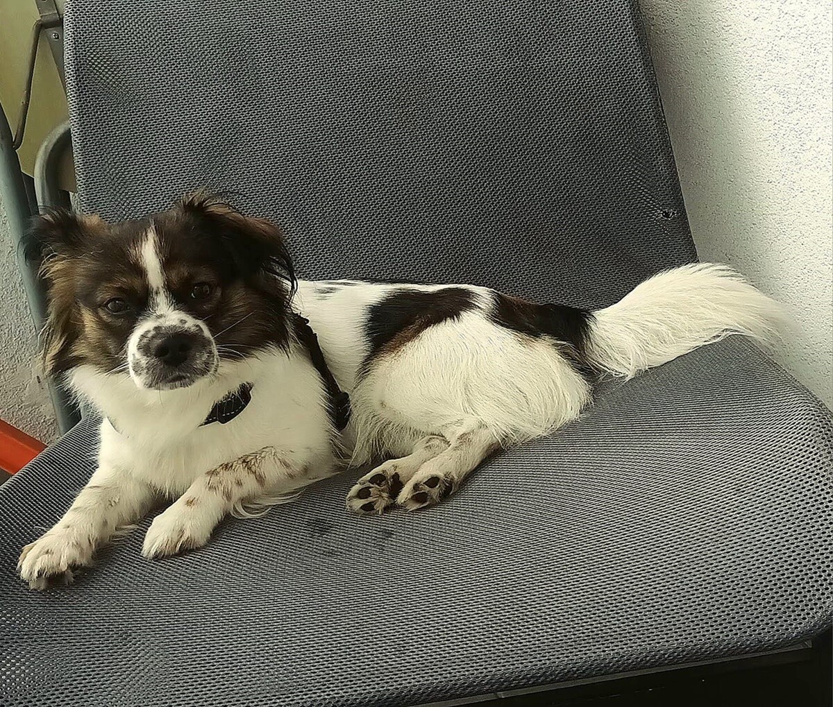 4 października obchodziliśmy Światowy Dzień Zwierząt. Oto pupile naszych Czytelników