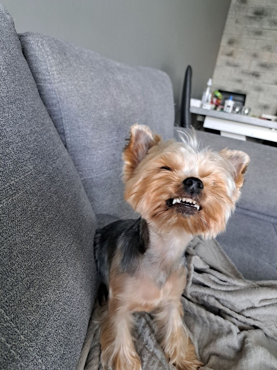 4 października obchodziliśmy Światowy Dzień Zwierząt. Oto pupile naszych Czytelników