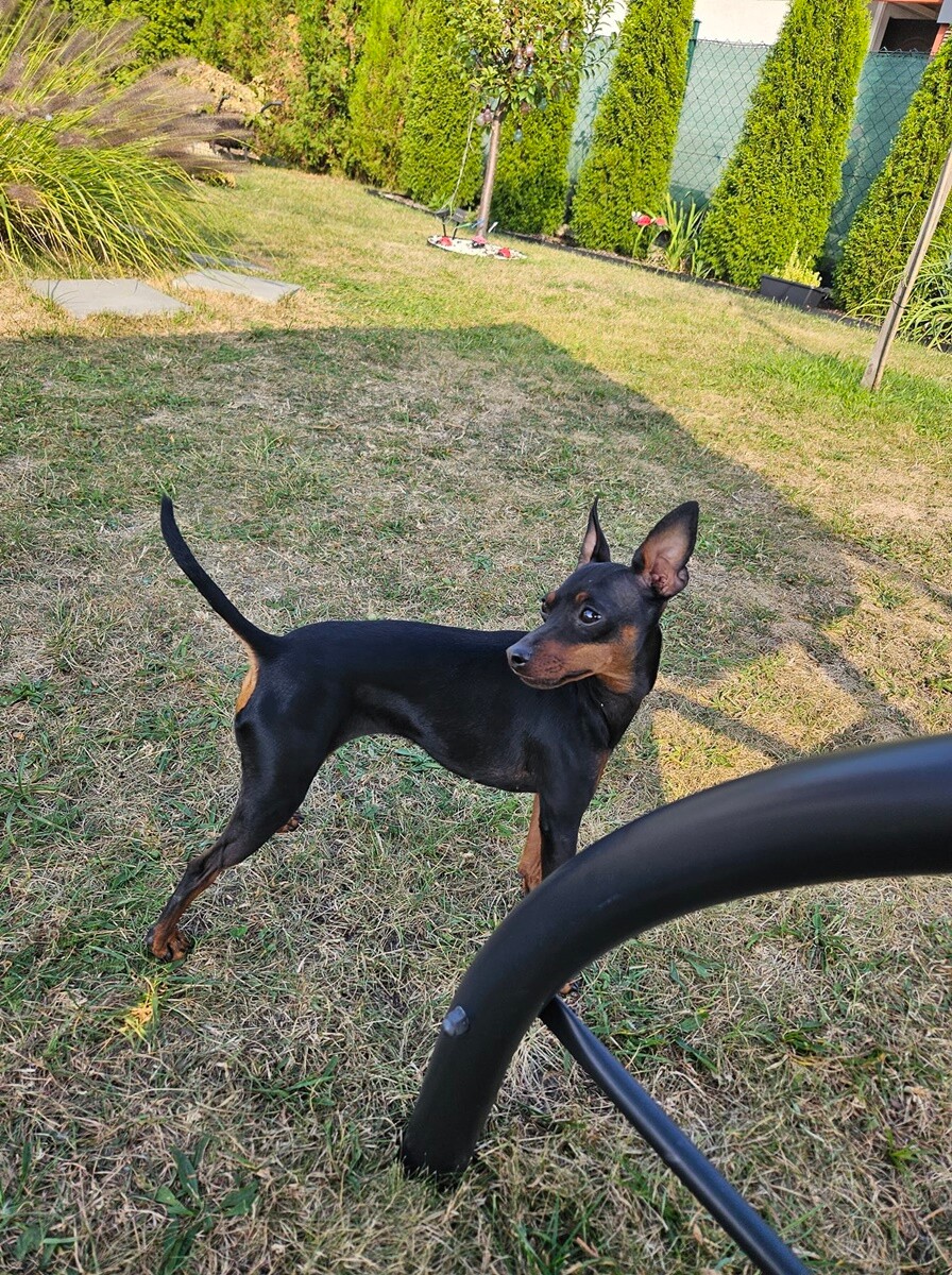 4 października obchodziliśmy Światowy Dzień Zwierząt. Oto pupile naszych Czytelników