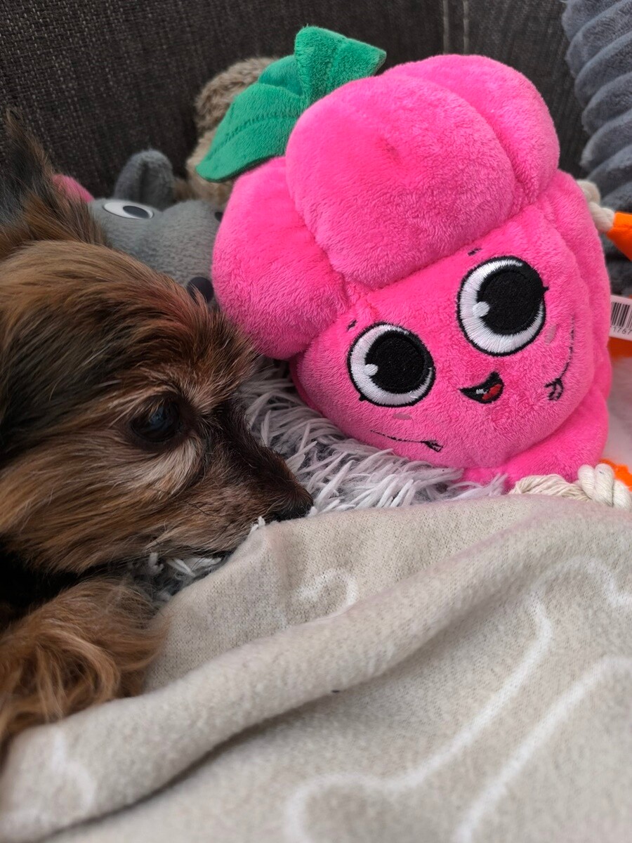 4 października obchodziliśmy Światowy Dzień Zwierząt. Oto pupile naszych Czytelników