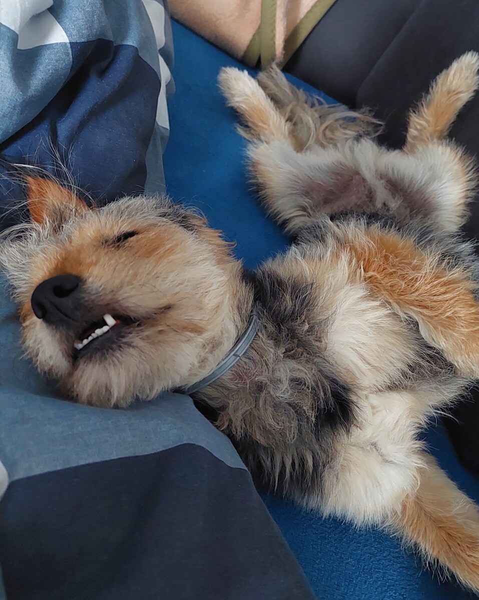 4 października obchodziliśmy Światowy Dzień Zwierząt. Oto pupile naszych Czytelników