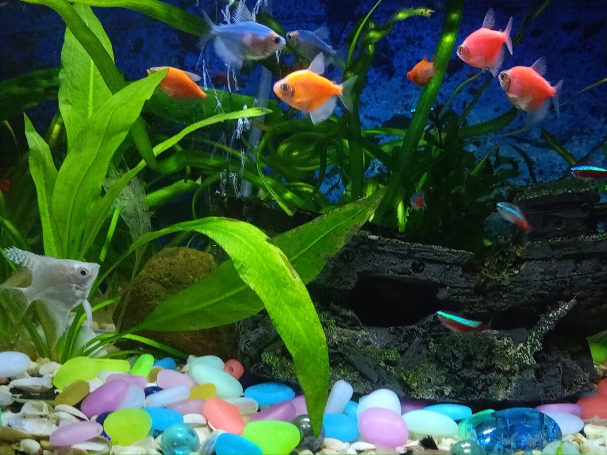 4 października obchodziliśmy Światowy Dzień Zwierząt. Oto pupile naszych Czytelników