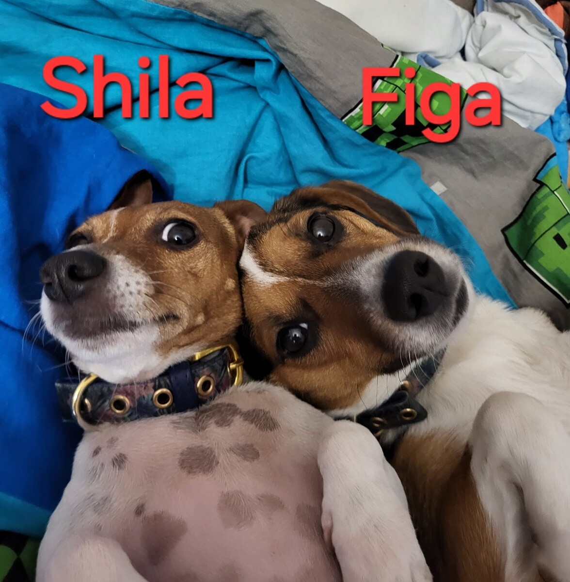 4 października obchodziliśmy Światowy Dzień Zwierząt. Oto pupile naszych Czytelników